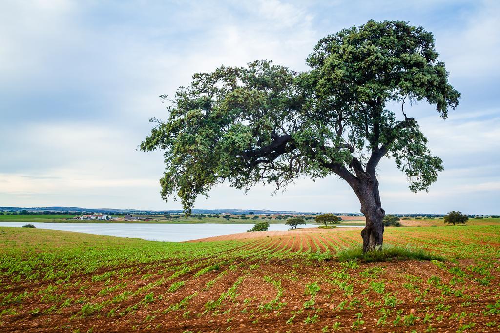 Agro-Turismo Do Roxo Guest House Ervidel ภายนอก รูปภาพ
